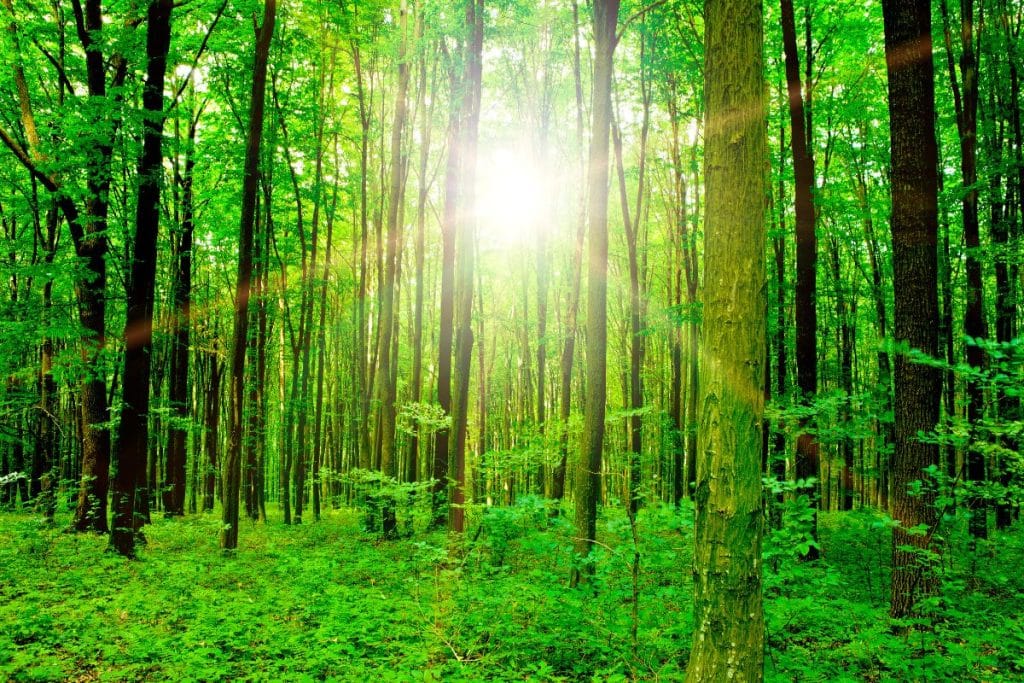 communiquer avec les êtres de la nature